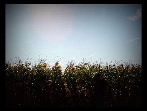 Cornfields