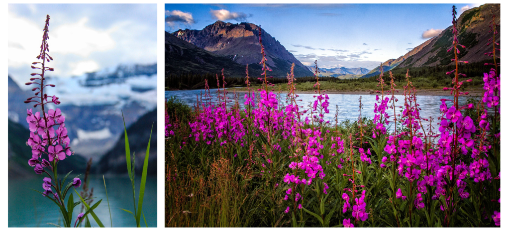 Two images side by side of fireweed. A purplish, pink flower that is tall and kind of narrow or cone shaped in form. The image on the left is a close up of one flower, while the image on the right is a field of flowers with mountains in the backdrop.