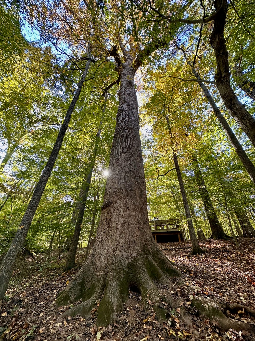 The Underground Railroad Tree at Guilford College