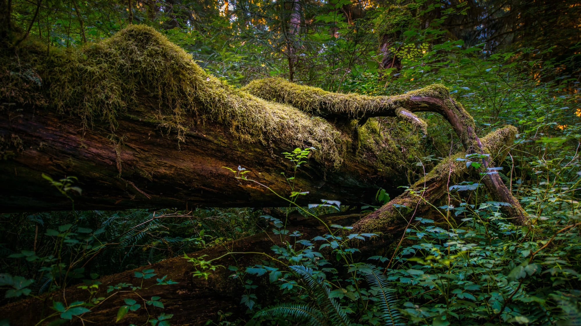 Quaker Connect Resources